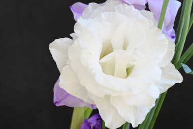 mor iris ve beyaz Eustoma çiçekleri siyah üzerine 