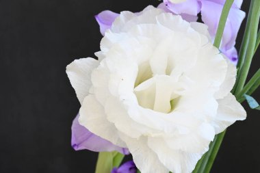 mor iris ve beyaz Eustoma çiçekleri siyah üzerine 