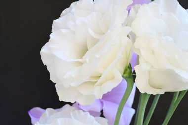 mor iris ve beyaz Eustoma çiçekleri siyah üzerine 