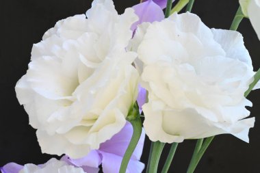 mor iris ve beyaz Eustoma çiçekleri siyah üzerine 