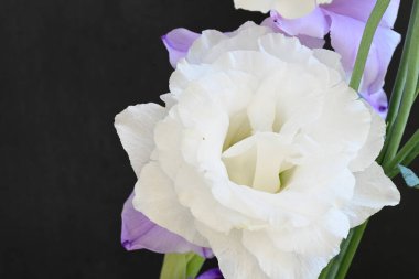 mor iris ve beyaz Eustoma çiçekleri siyah üzerine 