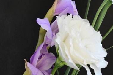 mor iris ve beyaz Eustoma çiçekleri siyah üzerine 