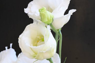 Siyah arka planda güzel beyaz bir mutluluk. 