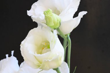 Siyah arka planda güzel beyaz bir mutluluk. 