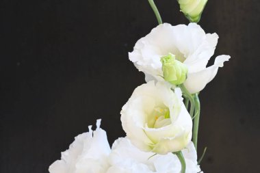 Siyah arka planda güzel beyaz bir mutluluk. 