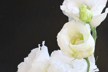 Siyah arka planda güzel beyaz bir mutluluk. 