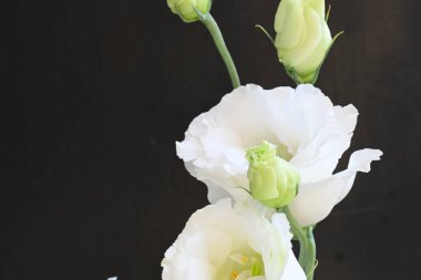 Siyah arka planda güzel beyaz bir mutluluk. 