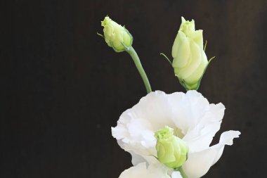 Siyah arka planda güzel beyaz bir mutluluk. 