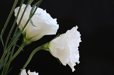 Siyah arka planda güzel beyaz bir mutluluk. 