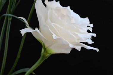 Siyah arka planda güzel beyaz bir mutluluk. 