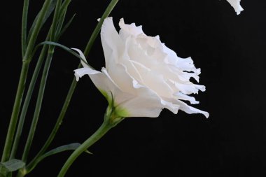 Siyah arka planda güzel beyaz bir mutluluk. 