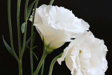 Siyah arka planda güzel beyaz bir mutluluk. 