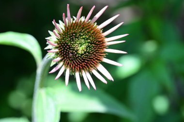 Bulanık yeşil arkaplanda Mor Coneflower 'ın yakın plan fotoğrafı