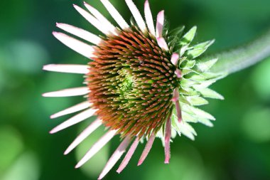 Bulanık yeşil arkaplanda Mor Coneflower 'ın yakın plan fotoğrafı