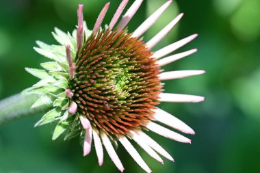 Bulanık yeşil arkaplanda Mor Coneflower 'ın yakın plan fotoğrafı