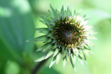 Bulanık yeşil arkaplanda Mor Coneflower 'ın yakın plan fotoğrafı
