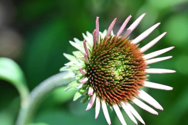 Bulanık yeşil arkaplanda Mor Coneflower 'ın yakın plan fotoğrafı