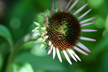 Bulanık yeşil arkaplanda Mor Coneflower 'ın yakın plan fotoğrafı