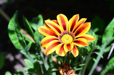 yeşil yapraklı turuncu Gazania çiçeği 