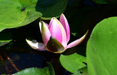 Yeşil yapraklı güzel nilüfer çiçeği, gölde pembe nilüfer çiçeği.