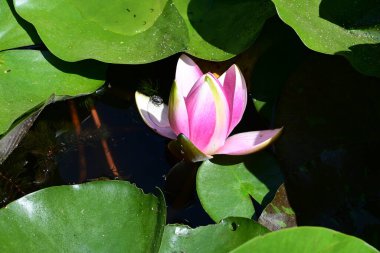 Göletteki nilüfer çiçeğine yaklaş.