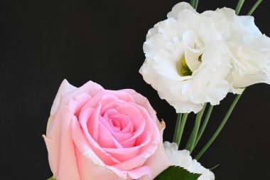 Açık arkaplanda güzel güller, üst manzara