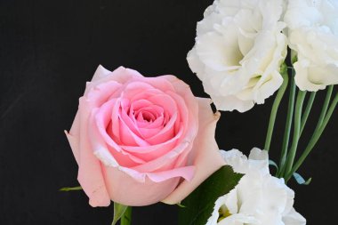 pembe Gül beyaz zemin üzerine yakın çekim