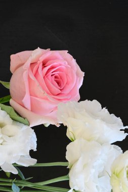 Koyu arkaplanda güzel güller, yaz konsepti, yakın manzara