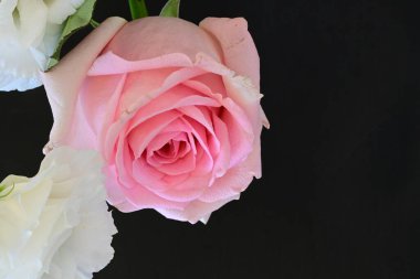 Pembe yapraklı beyaz gül