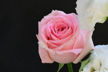 Siyah arka planda güzel pembe güller