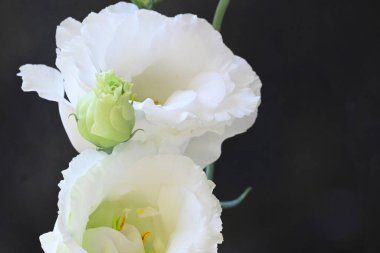 Koyu arkaplanda güzel beyaz şakayık çiçeği