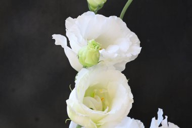 Gri arkaplanda beyaz çiçekler, yakın plan 