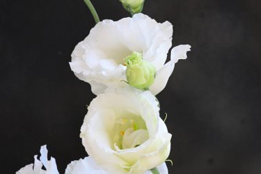 Güzel beyaz çiçekler, yakın görünüm.