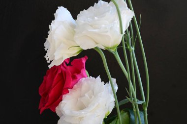 Siyah arkaplanda beyaz ve kırmızı çiçekler