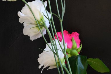 Siyah arkaplanda beyaz ve pembe çiçekler