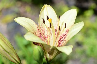 Zambak çiçeğinin yakın plan görüntüsü