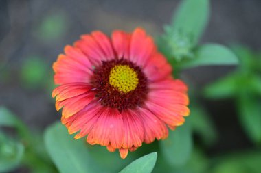 yeşil arkaplanda kırmızı gerbera papatya çiçeği