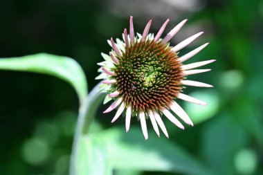 Bulanık yeşil arkaplanda Mor Coneflower 'ın yakın plan fotoğrafı