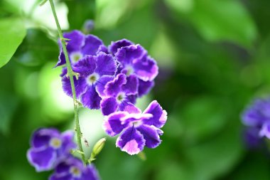 bahçede büyüyen güzel mor çiçekler