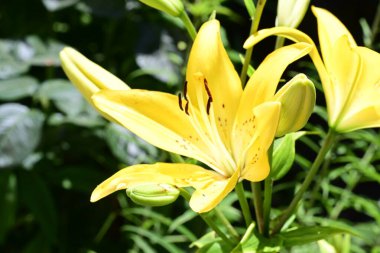 Bahçedeki güzel zambak çiçeklerine yakın çekim