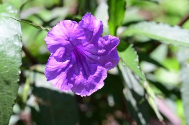 Açık havada yetişen renk çiçeklerini kapatın.