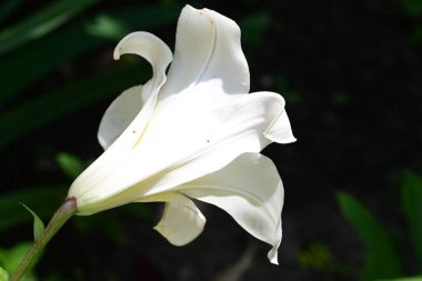 Koyu arkaplanda beyaz zambak çiçeği