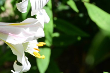 Bahçede güzel çiçek closeup