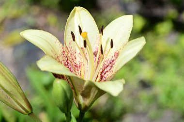 Gündüz vakti güzel zambak çiçeklerini kapat.