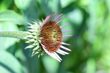 Bulanık bir arkaplanda çiçek açan güzel bir devedikeni yakından çek.