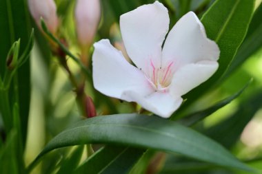 Bahçedeki çiçek açan çiçekleri kapatın. 