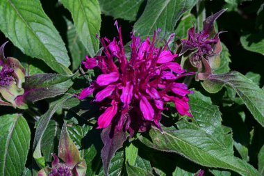 Bahçede büyüyen güzel çiçekler