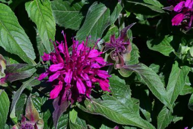 Bahçedeki güzel çiçekler