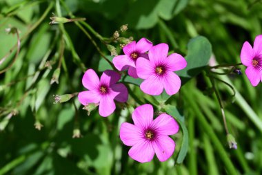 Güneşli yaz gününde bahçede büyüyen güzel çiçeklerin yakın çekimi..                        