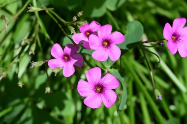 Bahçedeki güzel çiçekler